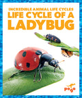 Cover Image for Life Cycle of a Ladybug -- Karen Kenney, Paperback
