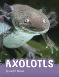 Cover Image for Axolotls -- Jaclyn Jaycox, Paperback